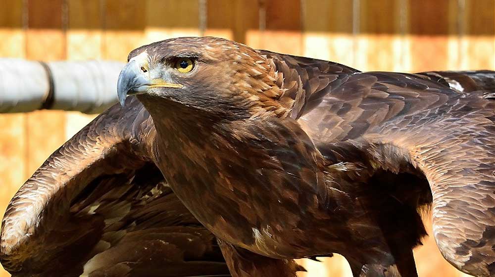 Falknerei Zeitreise - Adler